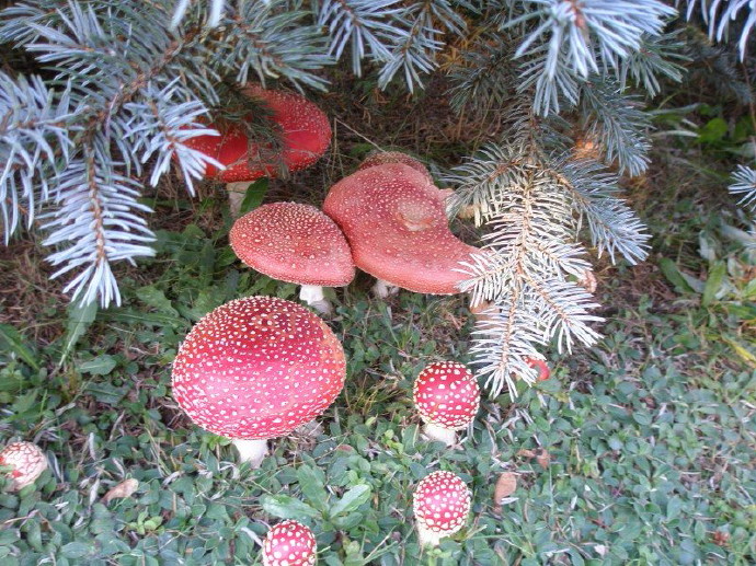 zahrada