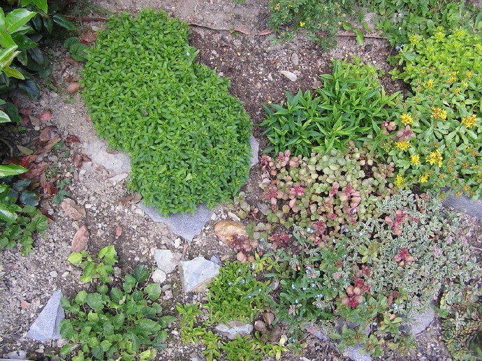 zahrada
